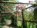 celtic park - rose arbor.jpg